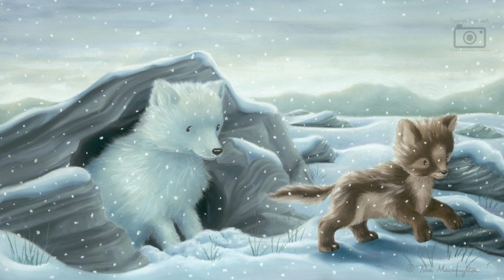 Where Snowflakes Fall illustrated by Tina Macnaughton.