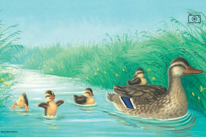Mallard Duck and four Ducklings